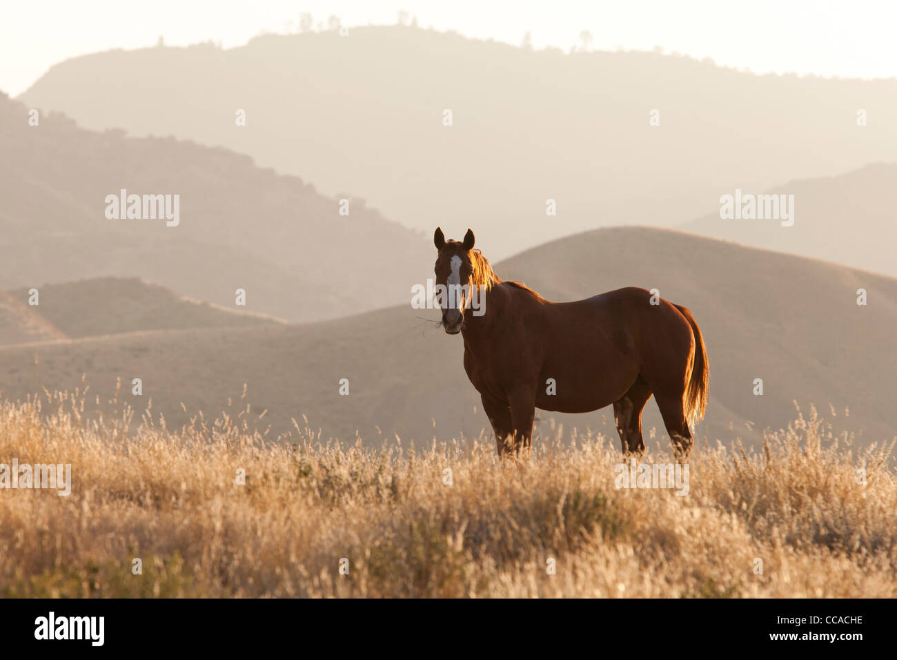 Wild horse standing on hill Banque D'Images
