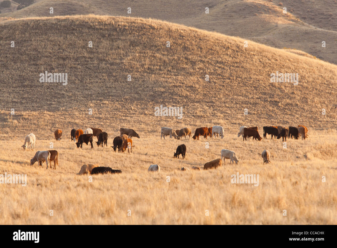 Gamme de l'engraissement de bovins sur l'herbe sèche - California USA Banque D'Images