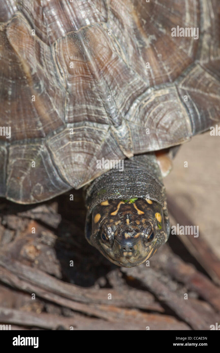 Ou asiatique ou noir indien Terrapin Tortue dur Melanochelys trijuga thermalis (Geomyda). Au Sri-Lanka spécimen. Banque D'Images