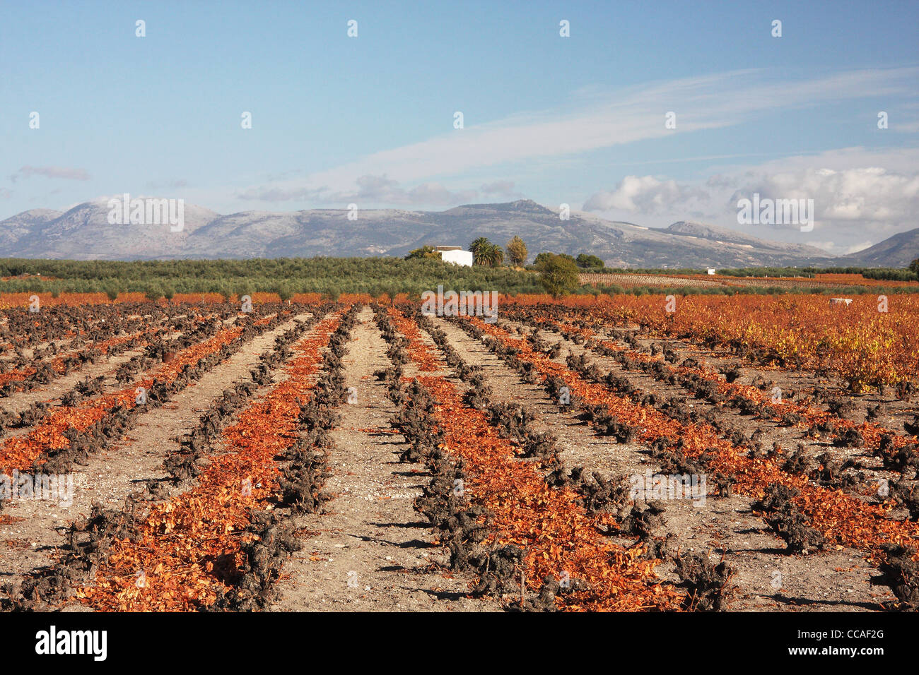 Voir l'automne de vignes dans la région de sherry de Montilla, province de Cordoue, en Espagne. Banque D'Images