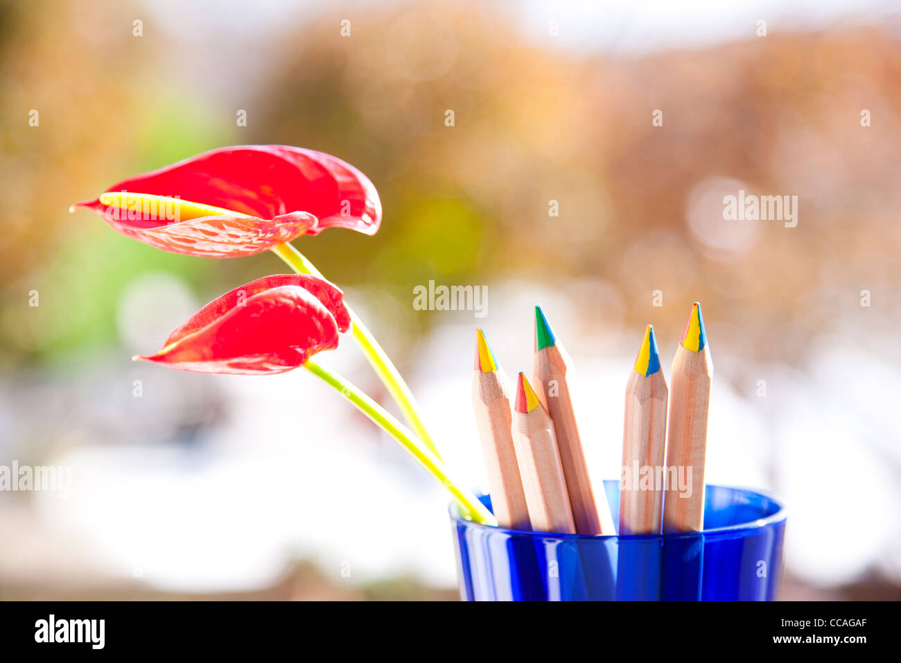 Fleur d'anthurium et de crayons de couleur dans le verre Banque D'Images