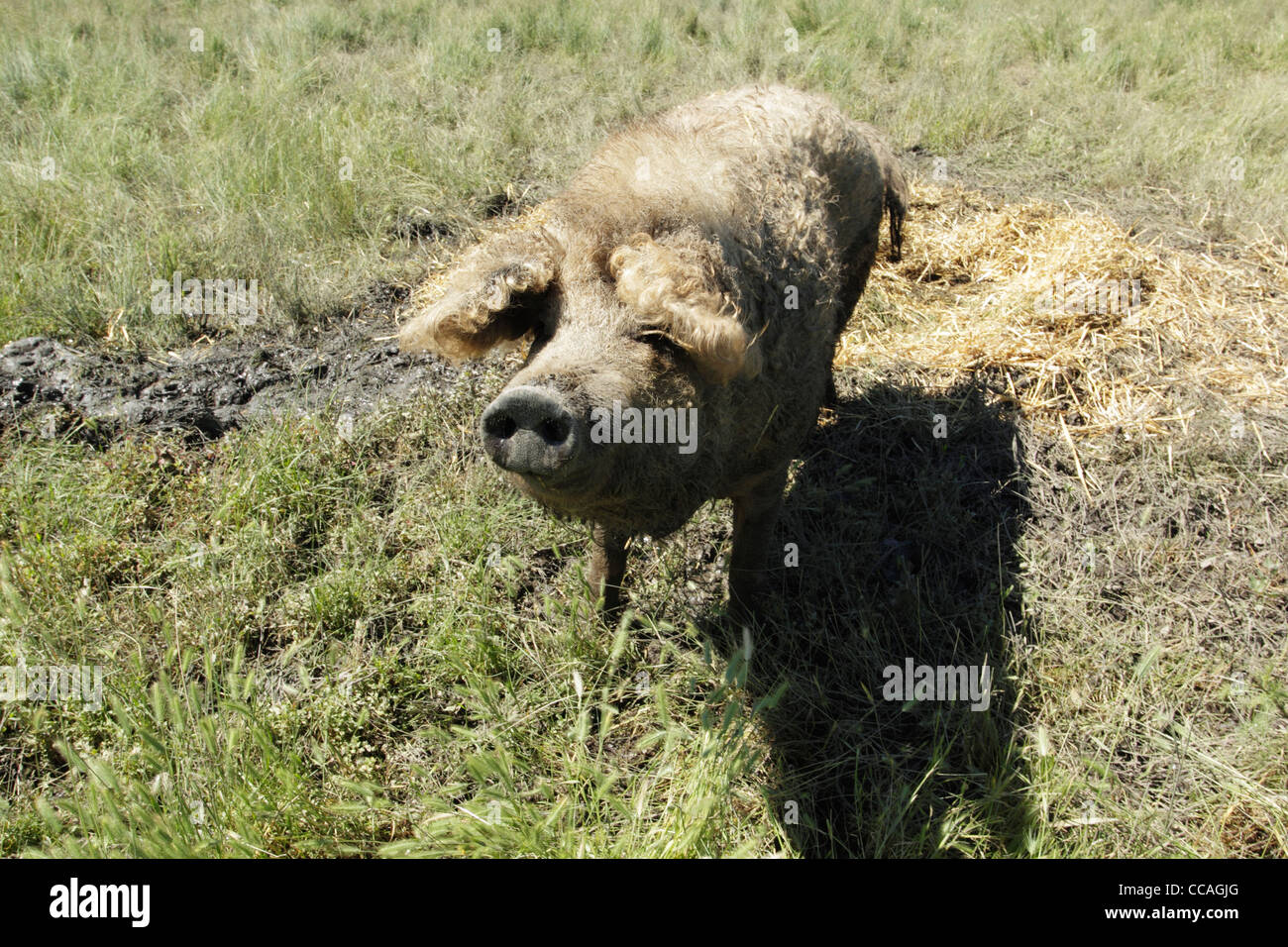 Poil long porc mangalica sow. Une race rare. Banque D'Images
