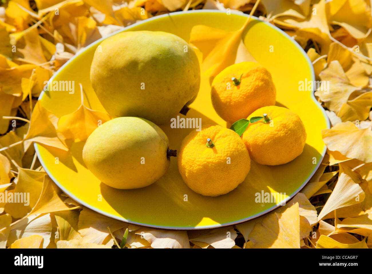 Fruits Yuzu, Chinois Quice et arbre de ginkgo Banque D'Images