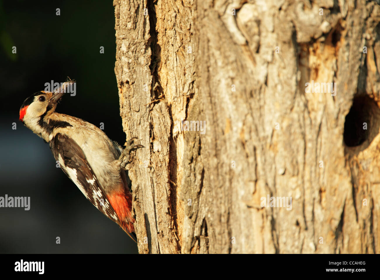 Pic syrien (Dendrocopus syriacus) mâle approche de son nid avec une araignée dans son bec Banque D'Images