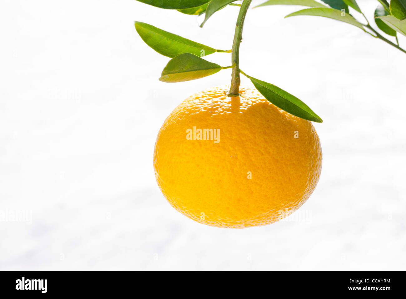 Fruits orange Banque D'Images