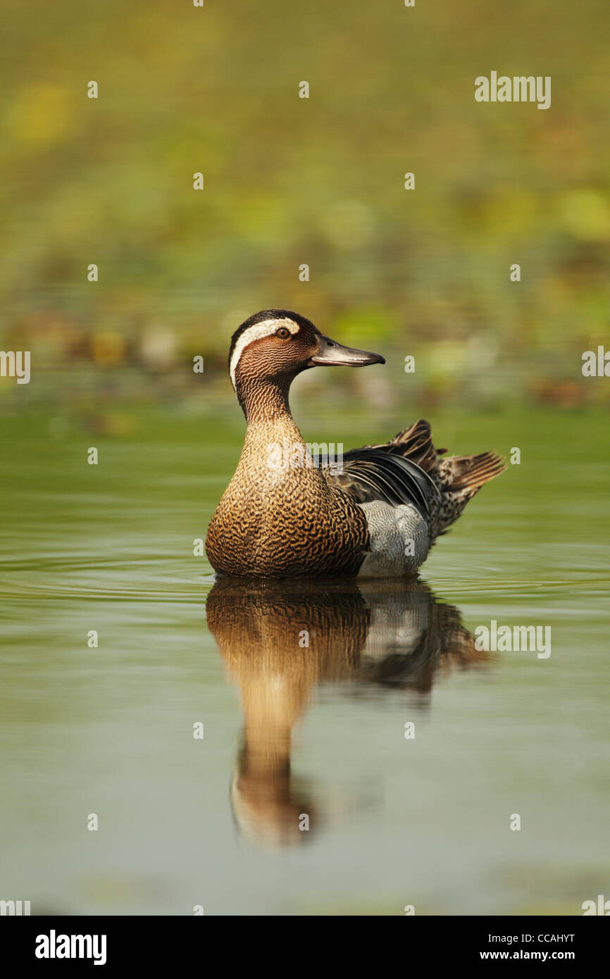 Sarcelle d'été (Anas querquedula) nager sur l'eau verte Banque D'Images