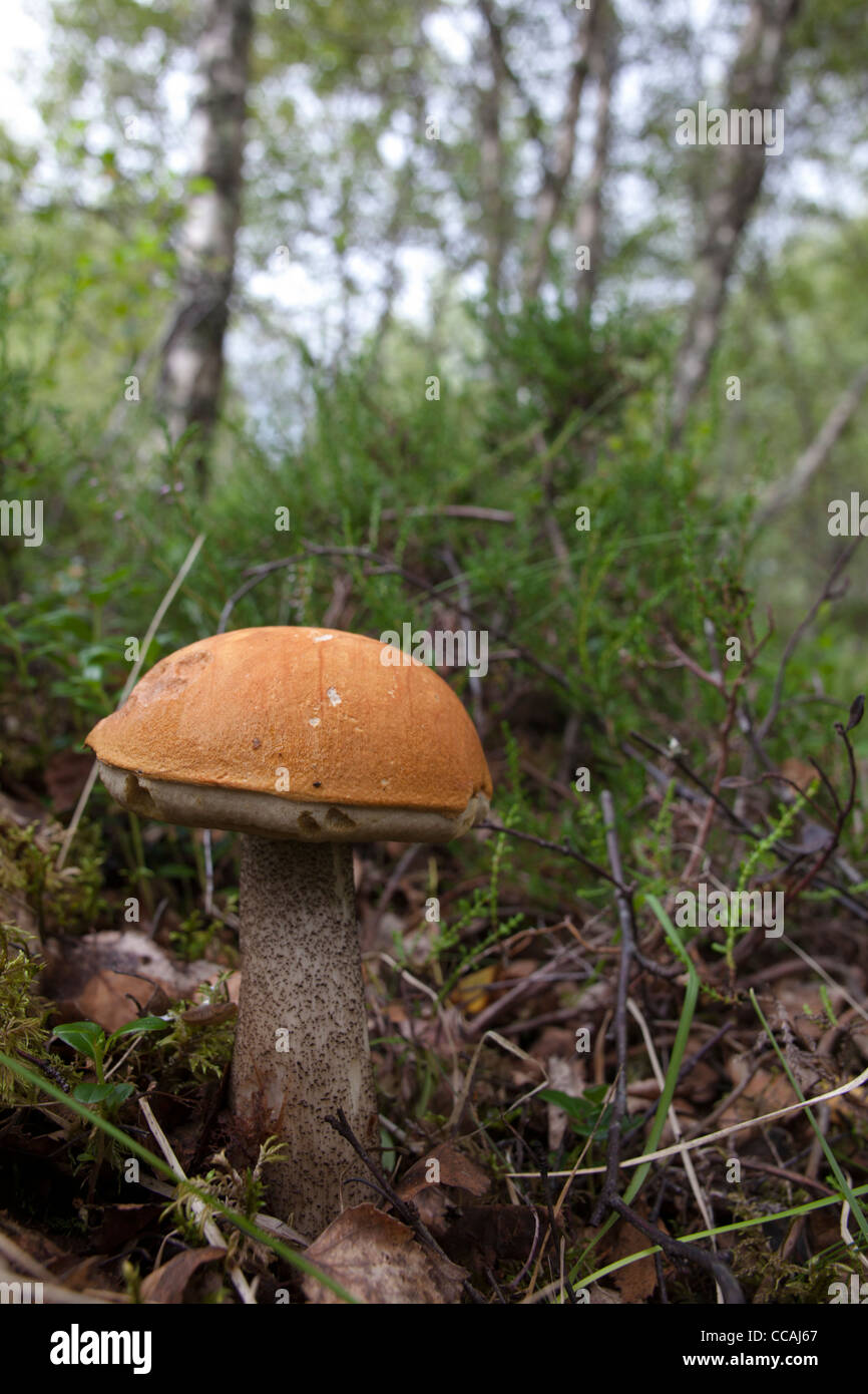 Bouleau Orange Bolet (versipelle le Leccinum) Banque D'Images