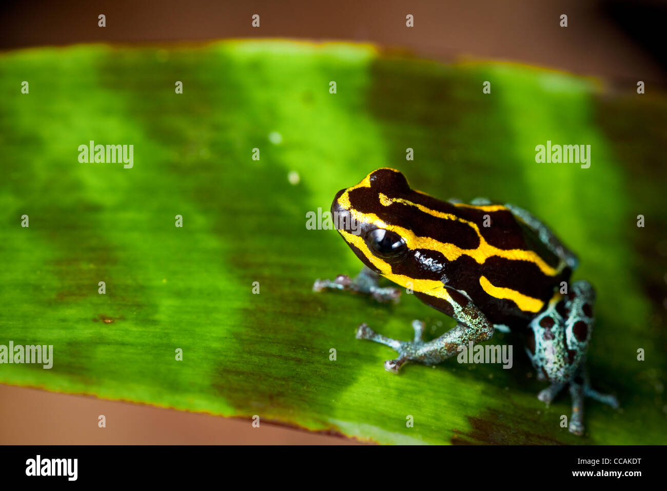 Rayé jaune poison dart frog Ranitomeya ventrimaculata Banque D'Images