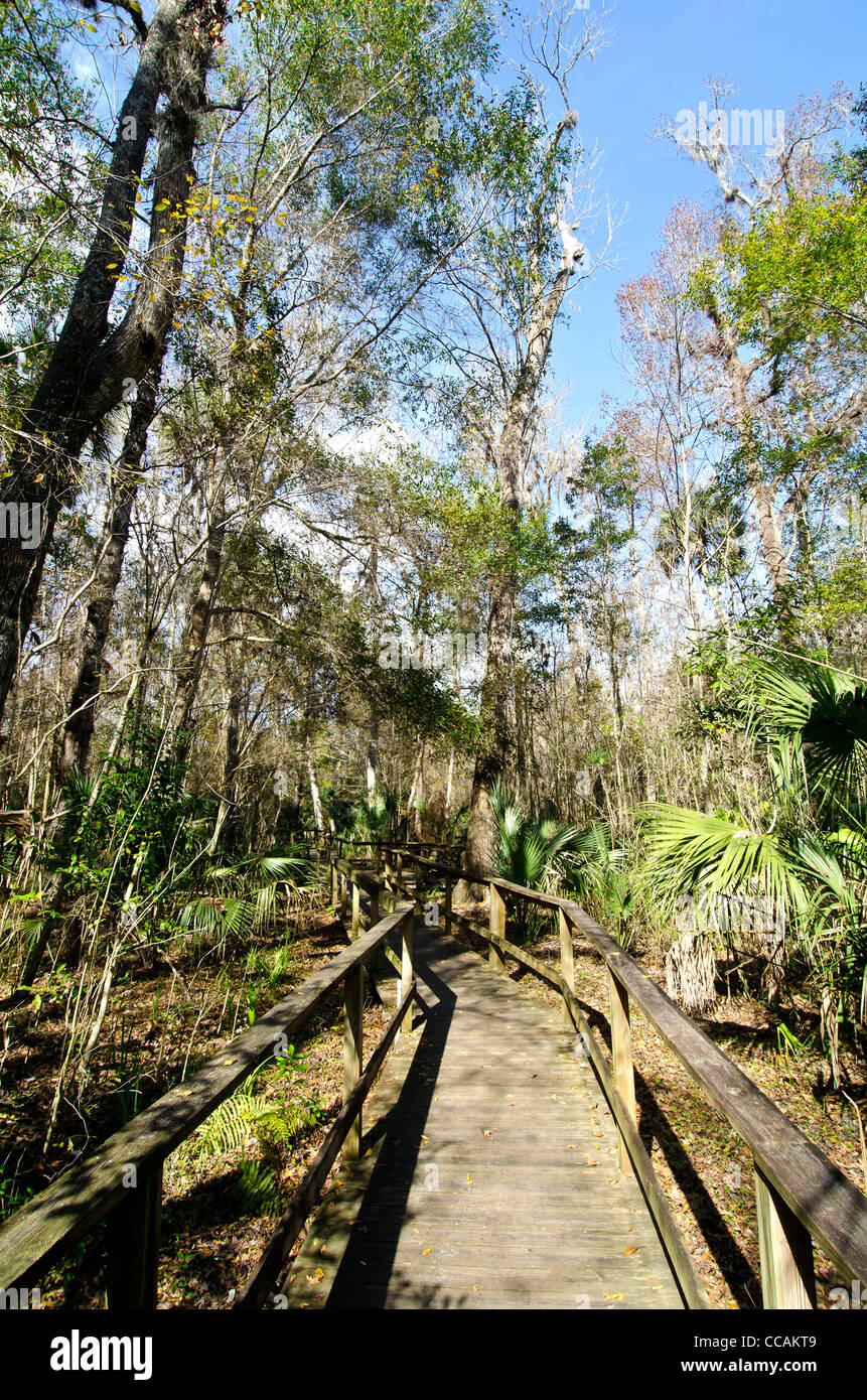 Big Tree Park promenade à travers la forêt de cyprès et d'accueil de la Sénateur record du monde cypress tree, Longwood, FL Banque D'Images