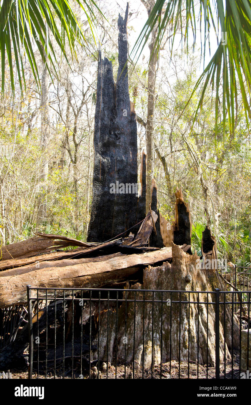 Le sénateur tree stump brûlées de 5e monde plus vieil arbre détruit par un incendie le 16 janvier 2012 Banque D'Images