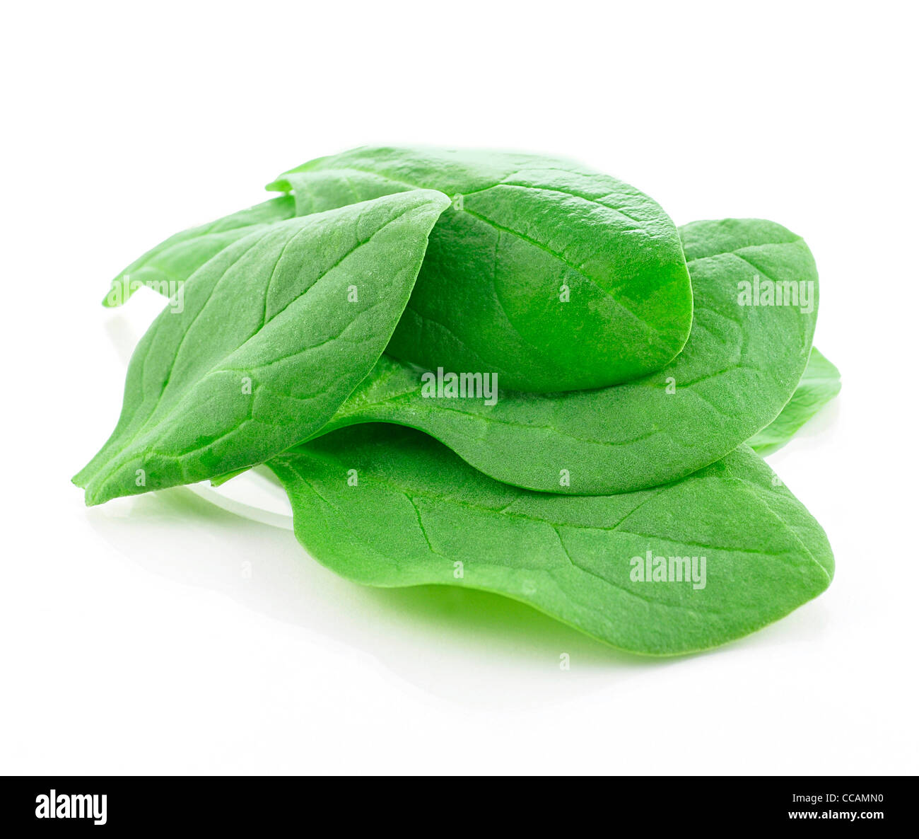 Salade fraîche feuilles sur fond blanc Banque D'Images