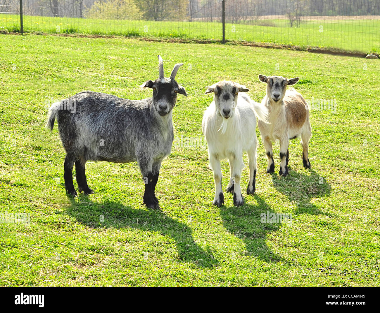 Les chèvres dans la ferme Banque D'Images