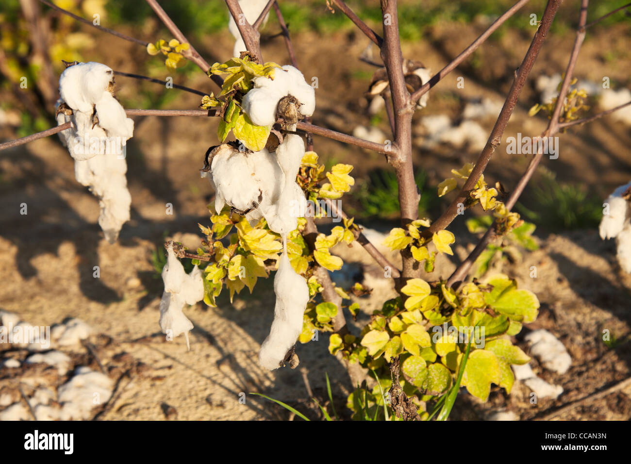 Vu sur le champ de coton Banque D'Images