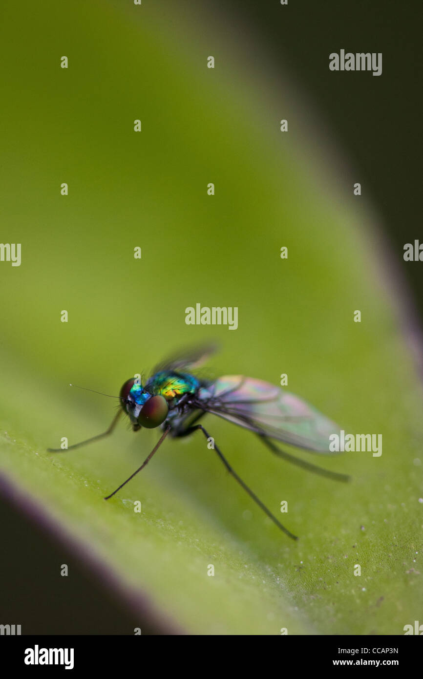 À jambes longues fly assis sur une feuille, Penonome, province de Cocle, République du Panama Banque D'Images