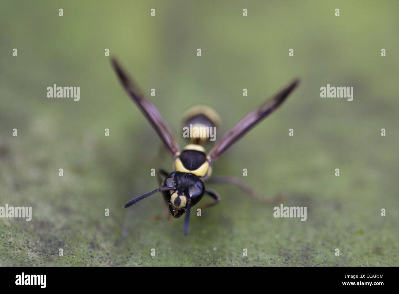 Mason (wasp wasp Potter), Eumeninae, près de Penonome, province de Cocle, République du Panama. Banque D'Images