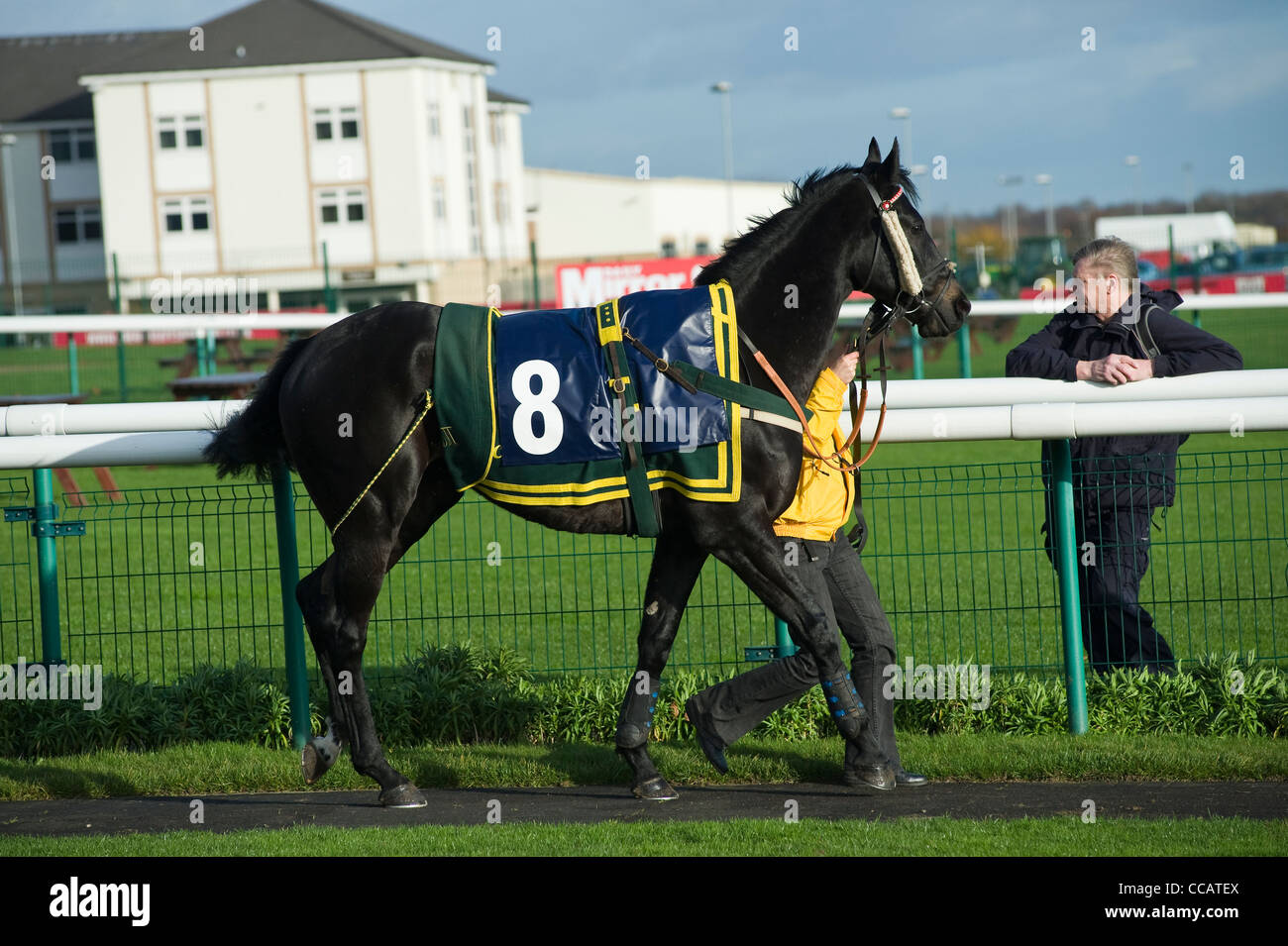 Horse parade en anneau (Guy numéro un), Doncaster. Nov 2011 Banque D'Images