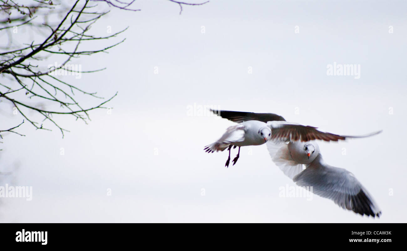 Deux goélands en collision pour l'alimentation animale Banque D'Images