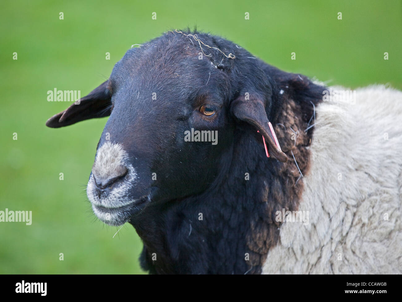 Les moutons à tête noire somaliens Banque D'Images