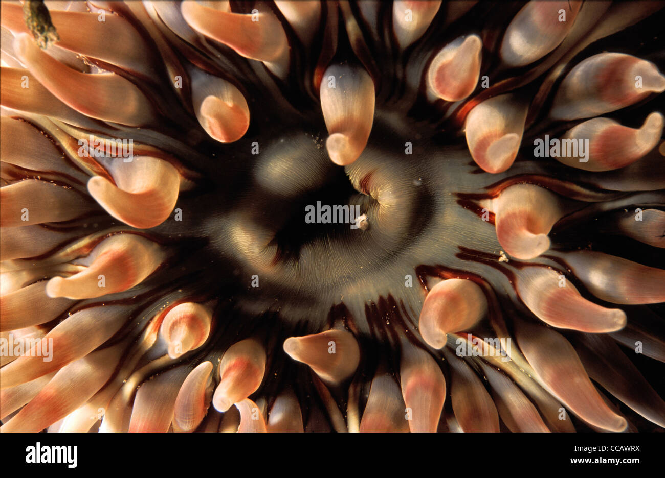 Gros plan du disque oral d'un dahlia anemone, Urticina felina, Plymouth, Devon, UK Banque D'Images