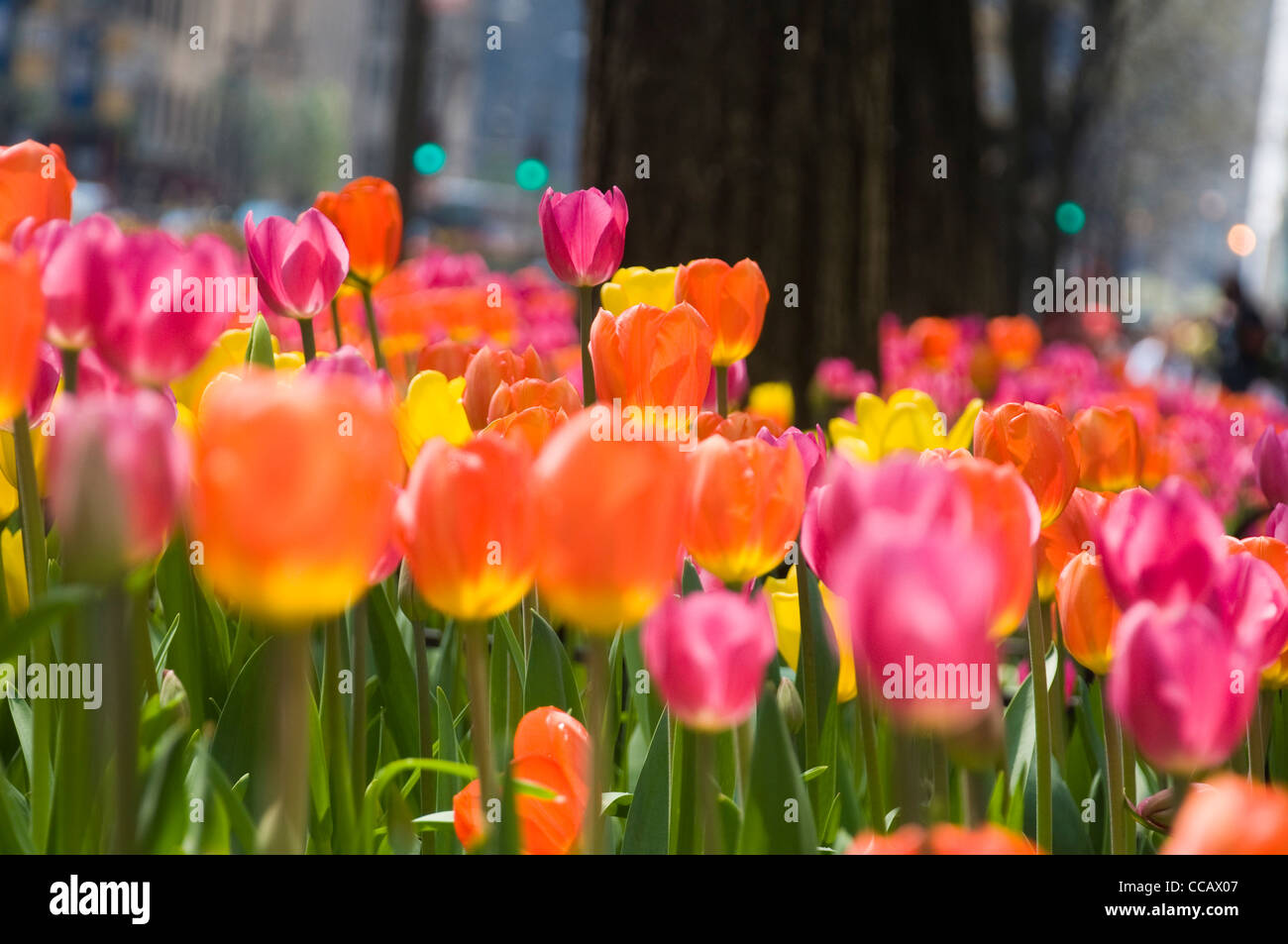 Tulipes lumineux dans le centre-ville de Chicago Banque D'Images