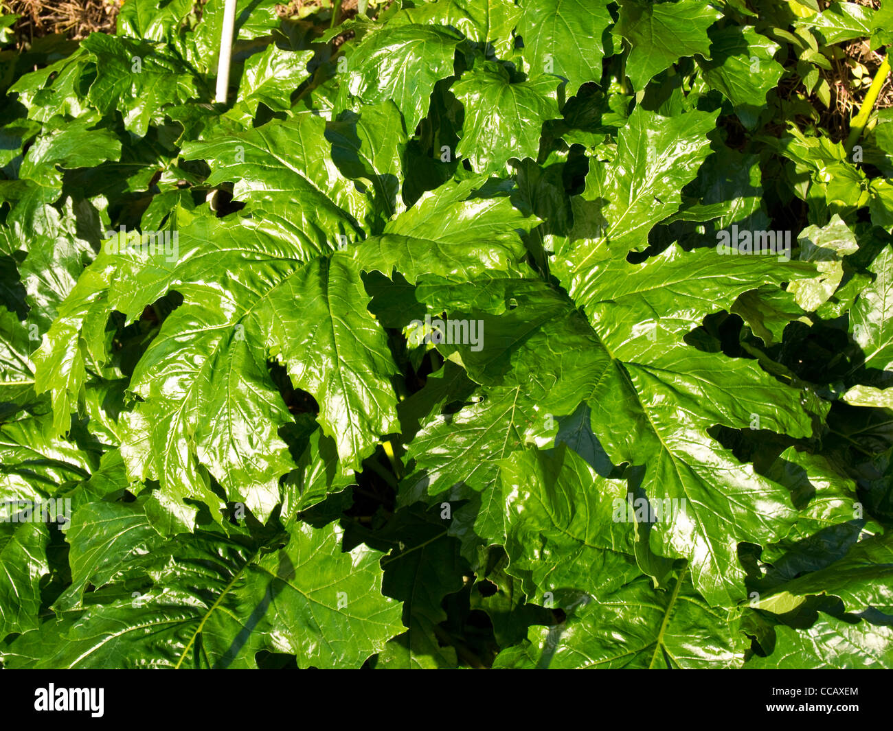 Feuilles de l'Acanthus Mollis Banque D'Images