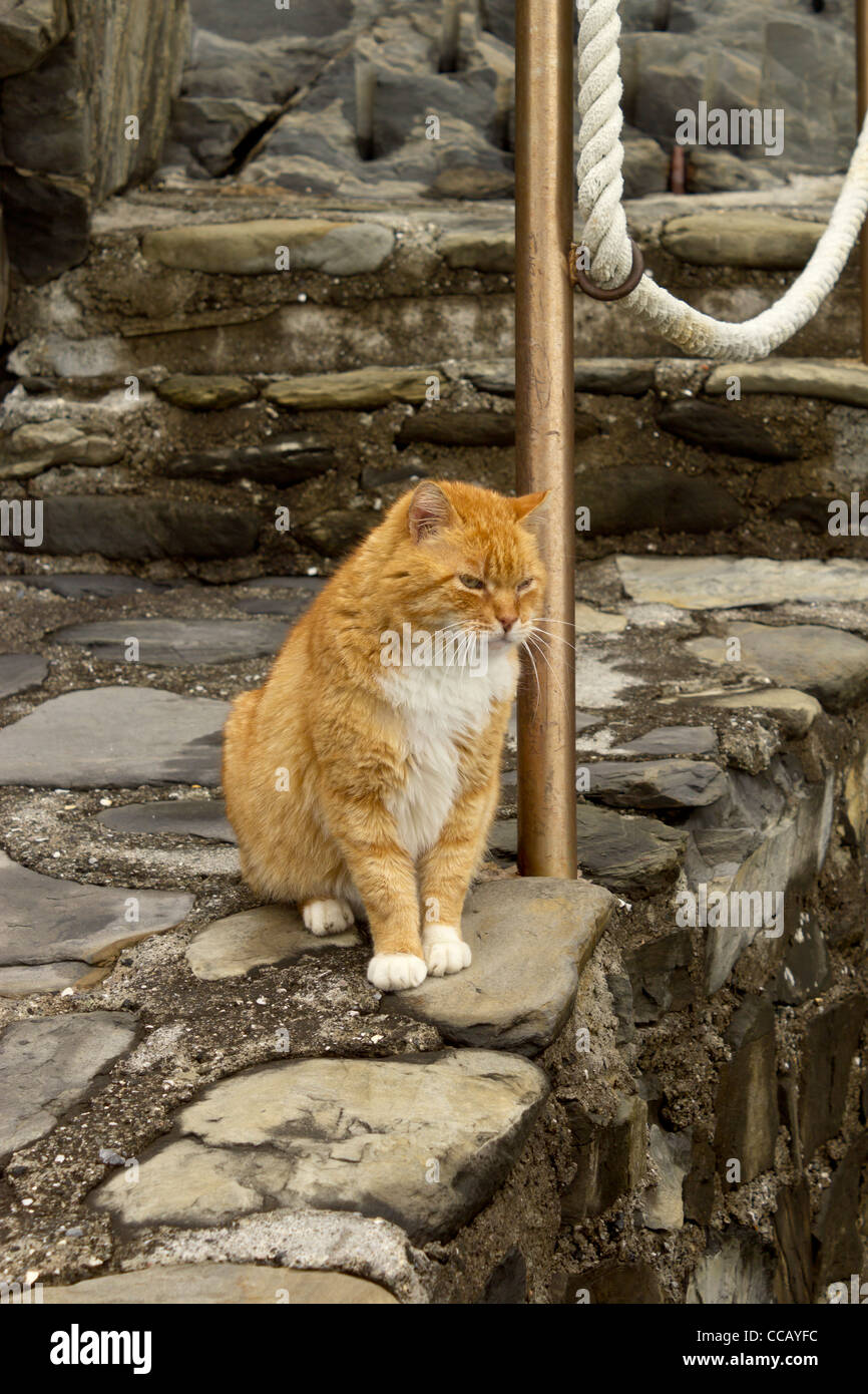 Le gingembre cat sur un sentier en pierre à côté d'une main courante Banque D'Images