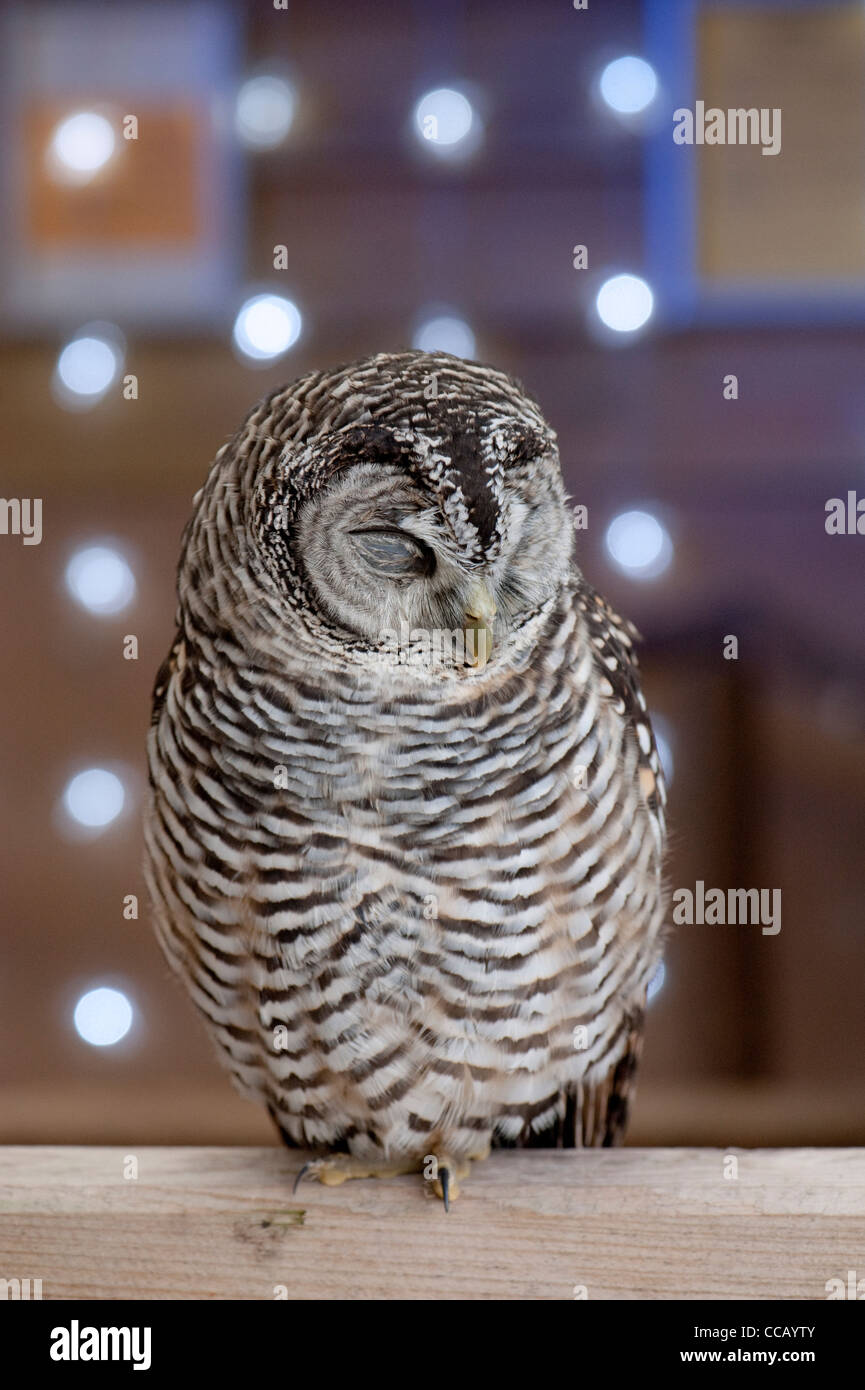 Owl Strix chacoensis Chaco Banque D'Images