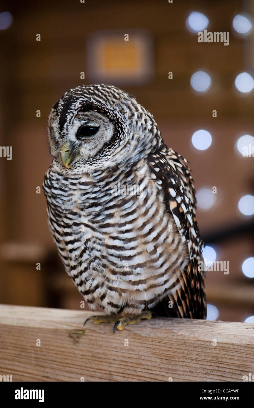Owl Strix chacoensis Chaco Banque D'Images