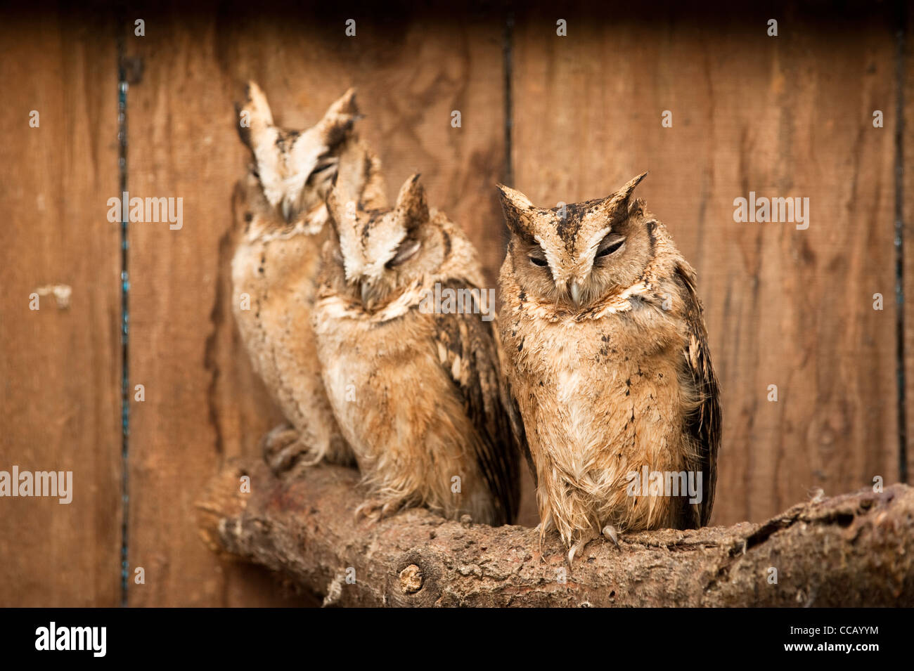 L'Otus Scops collier hiboux, lettia Banque D'Images