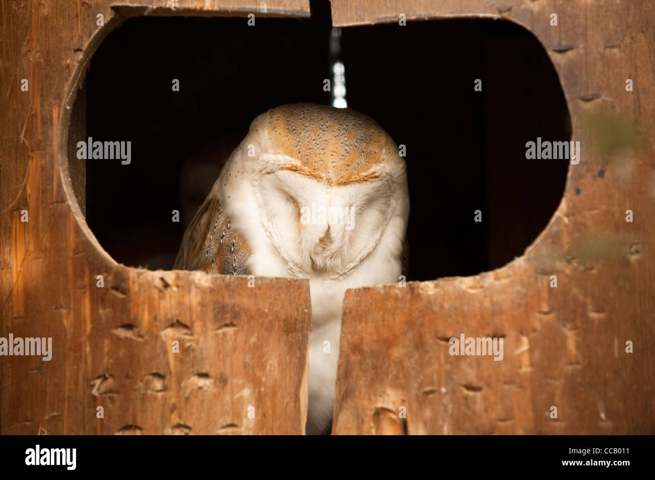 Effraie des clochers de couchage, Tyto alba Banque D'Images
