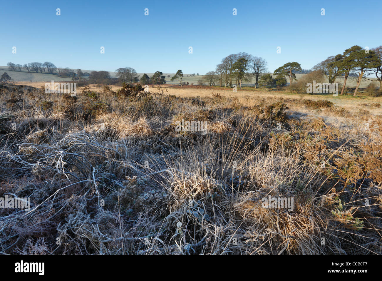 Matin givre sur les Mendip Hills près de Priddy. Le Somerset. L'Angleterre. UK. Banque D'Images
