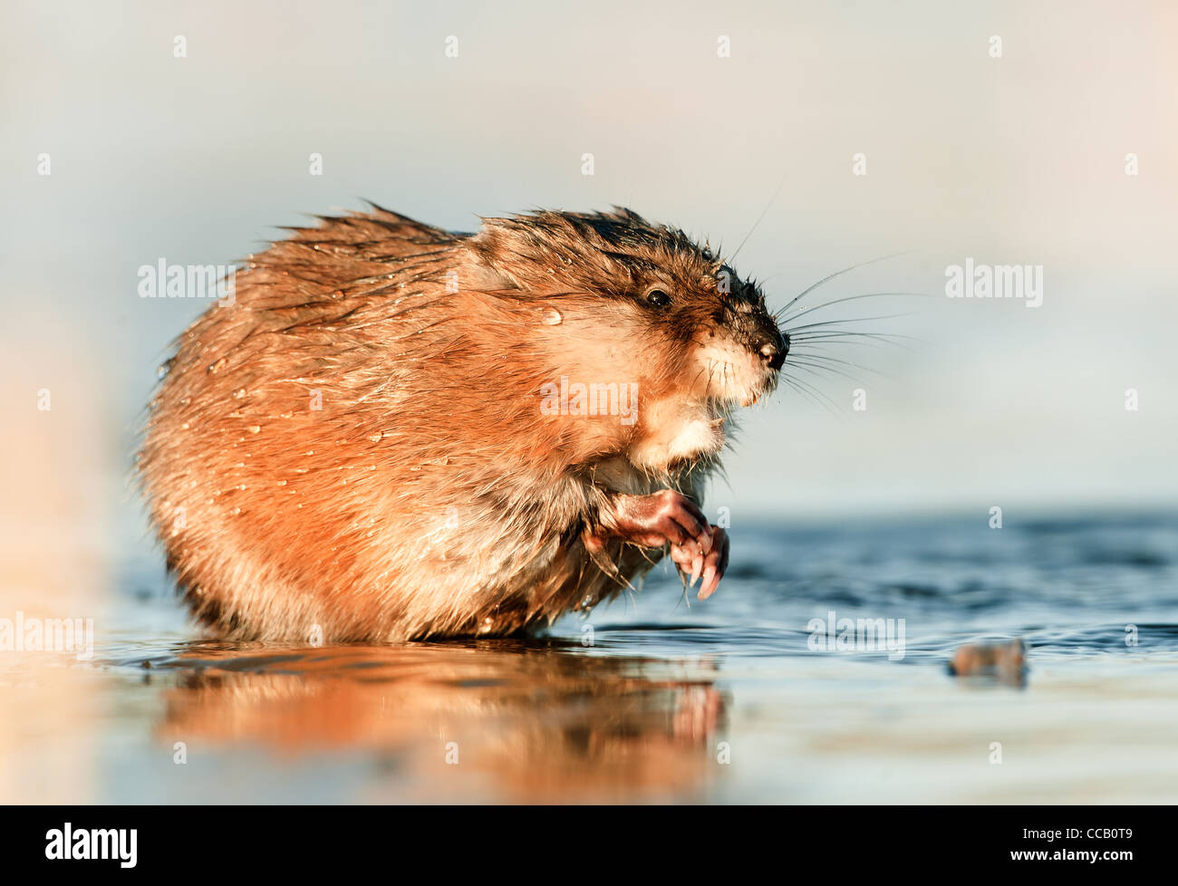 L'Hivernage Le Rat musqué (Ondatra zibethicus) Banque D'Images