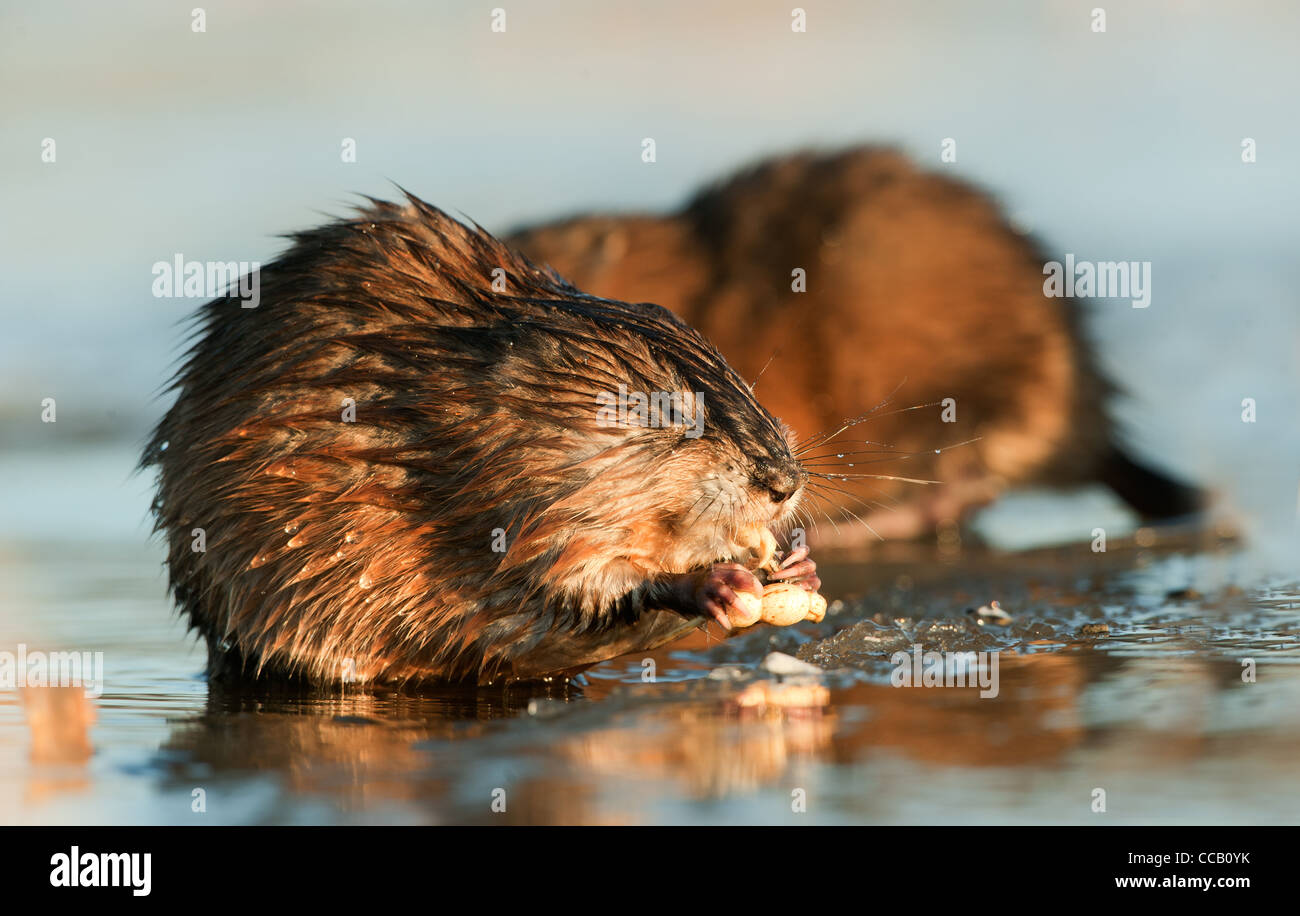 Le rat musqué (Ondatra zibethicus) sous l'eau alimentation ampoules sur les bord de la glace, Banque D'Images