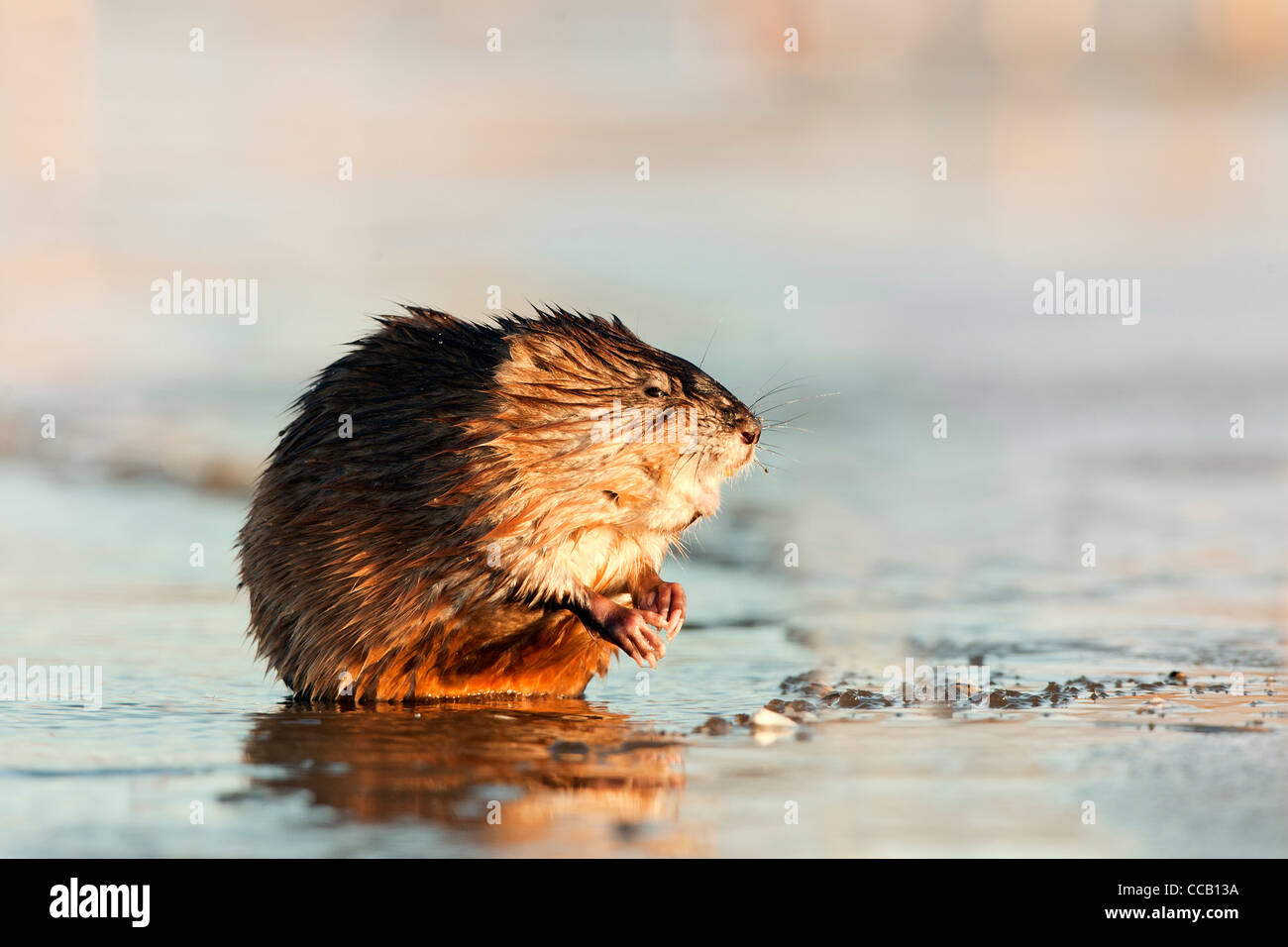 Rat musqué Banque D'Images