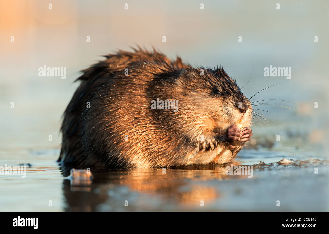 L'alimentation de rats musqués d'hivernage Banque D'Images