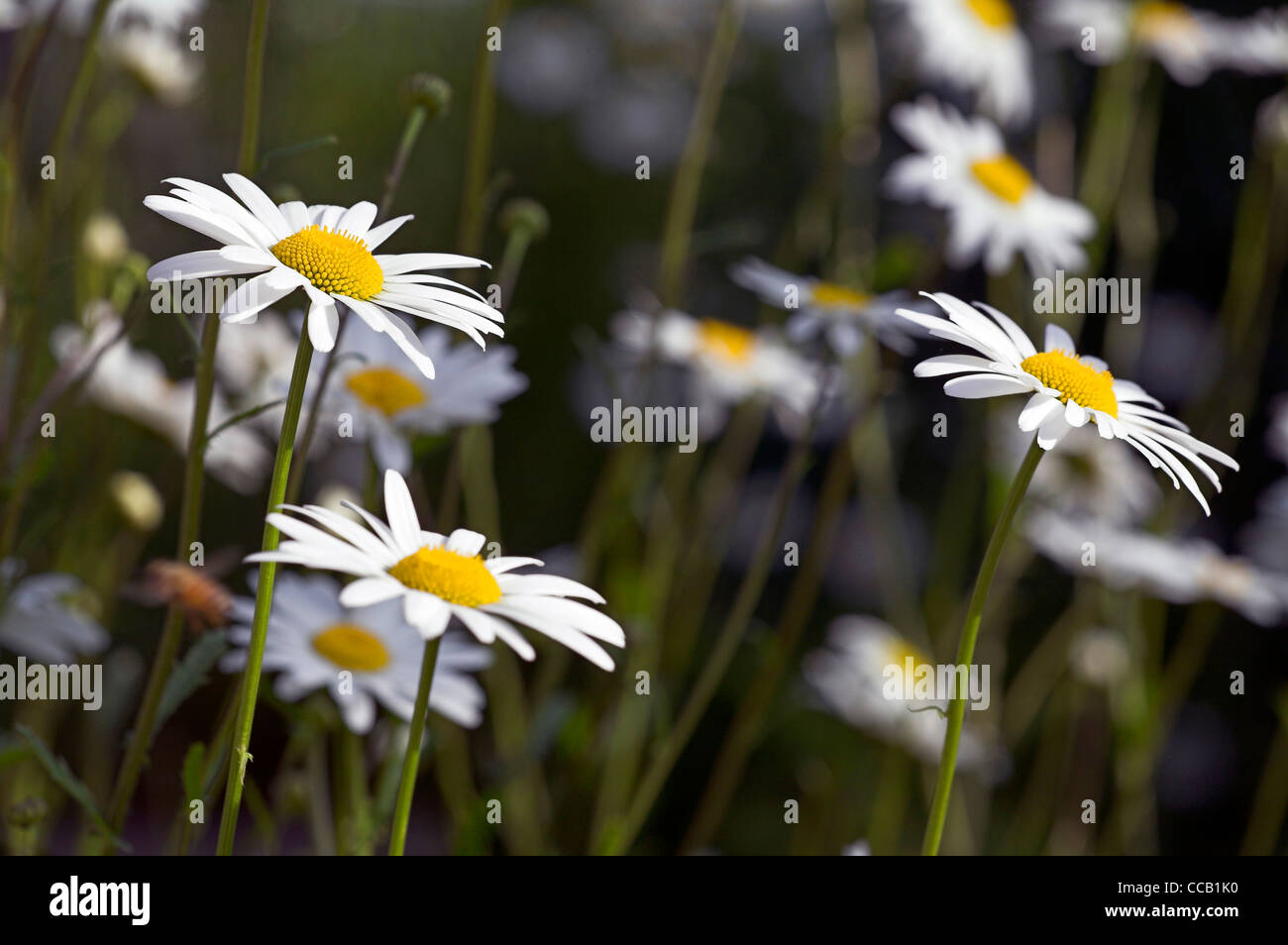 Marguerite Leucanthemum vulgare en fleurs, prairie en fleurs, Banque D'Images