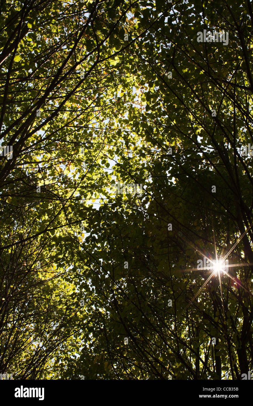 Le soleil brille à travers les arbres. Montepulchiano, Italie. Banque D'Images