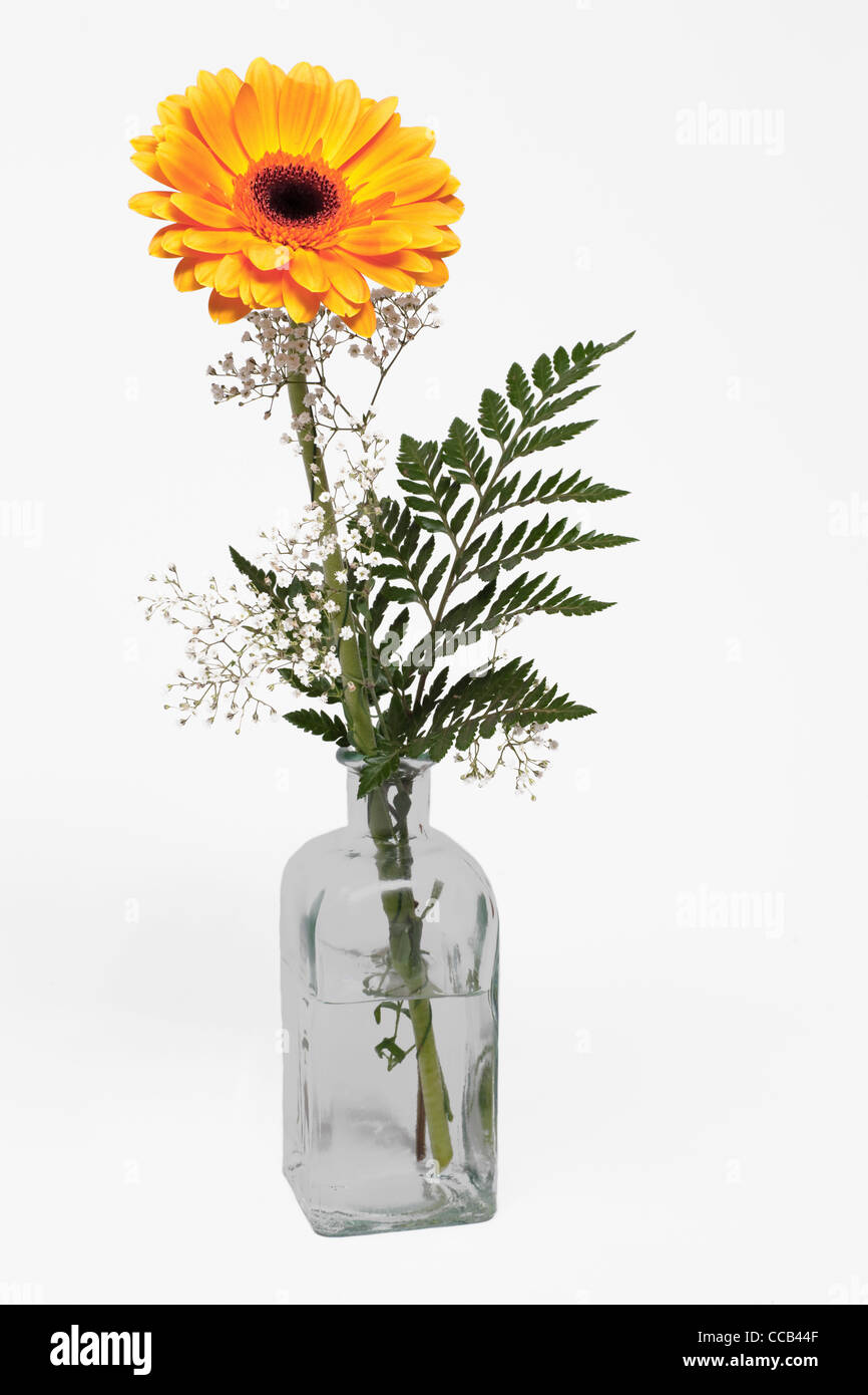 Eine gelbe Gerbera steht in einer vase transparent | un Gerbera Jaune debout dans un vase Banque D'Images