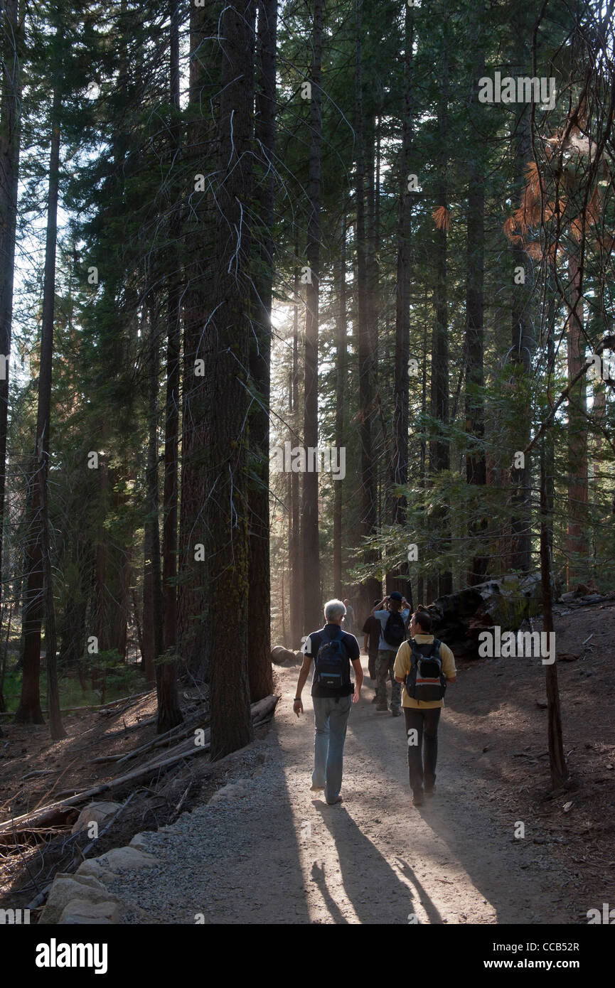 Mariposa Grove. Les bosquets de séquoias géants. Le Parc National Yosemite. La Californie. USA Banque D'Images