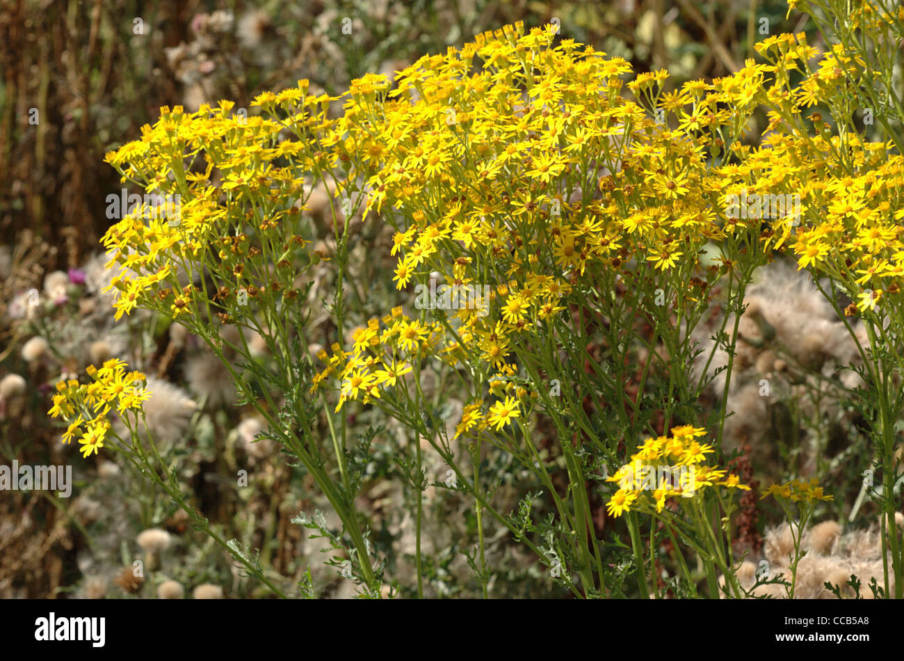 Séneçon commun, Senecio jacobaea, fleurs. Verulamium Park, Banque D'Images