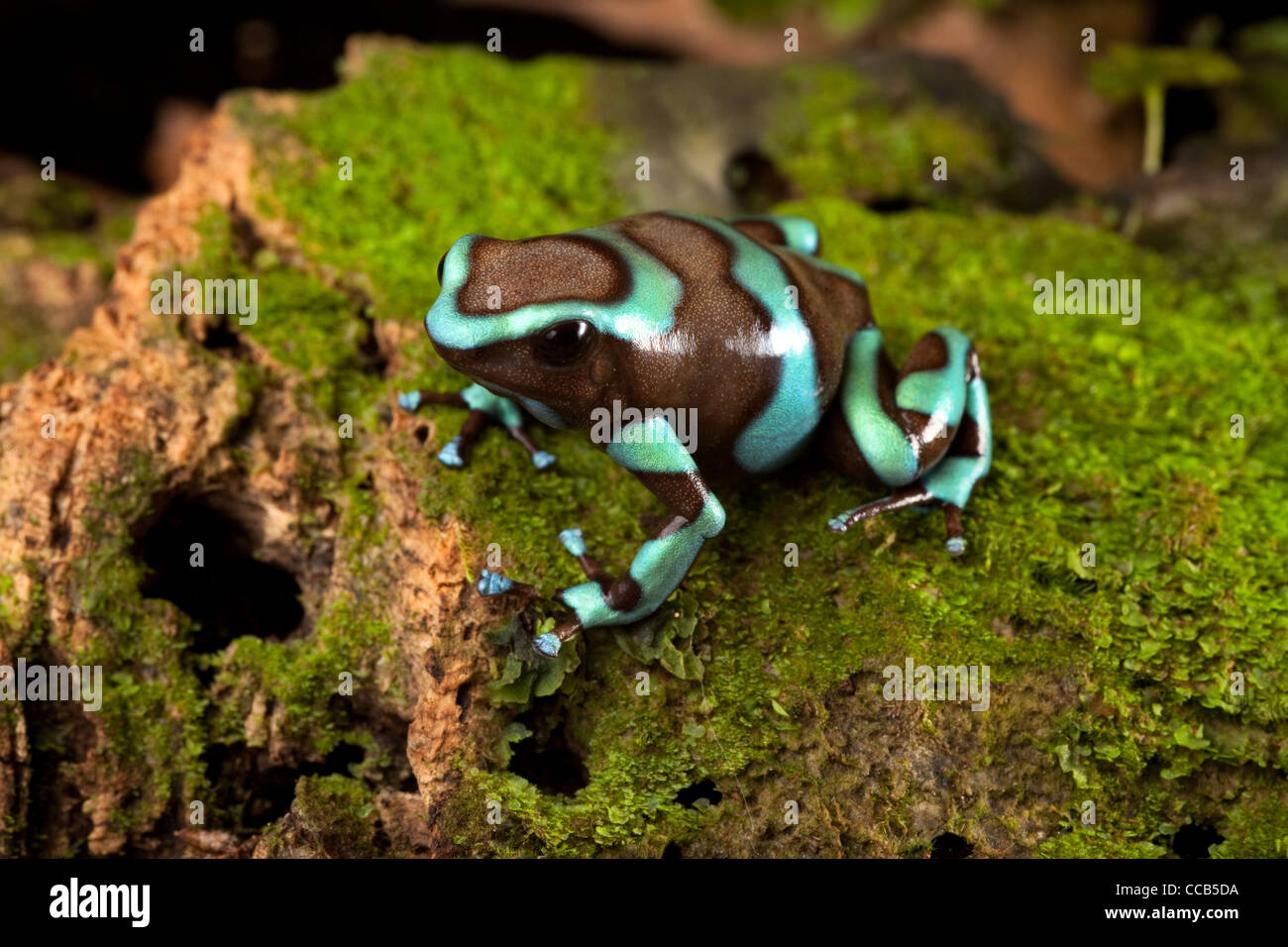 Jolie grenouille dans terrarium Dendrobates auratus poison dart frog de  forêt tropicale Panama assis sur vert mousse Photo Stock - Alamy