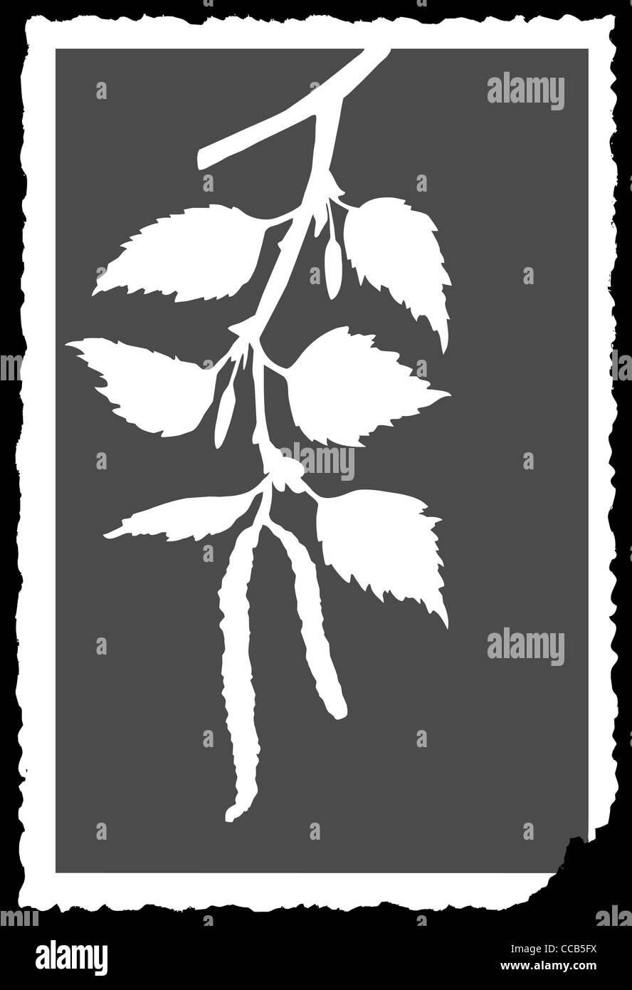 Dessin vectoriel de la branche du bouleau à papier déchiré Banque D'Images