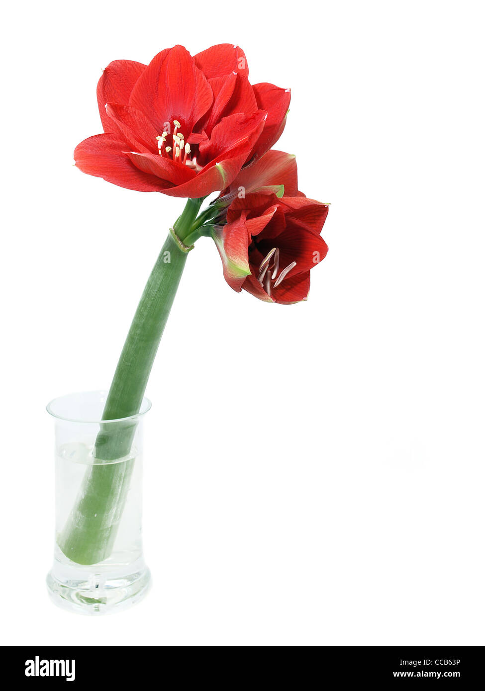 Fleurs de l'Amaryllis rouge Banque D'Images