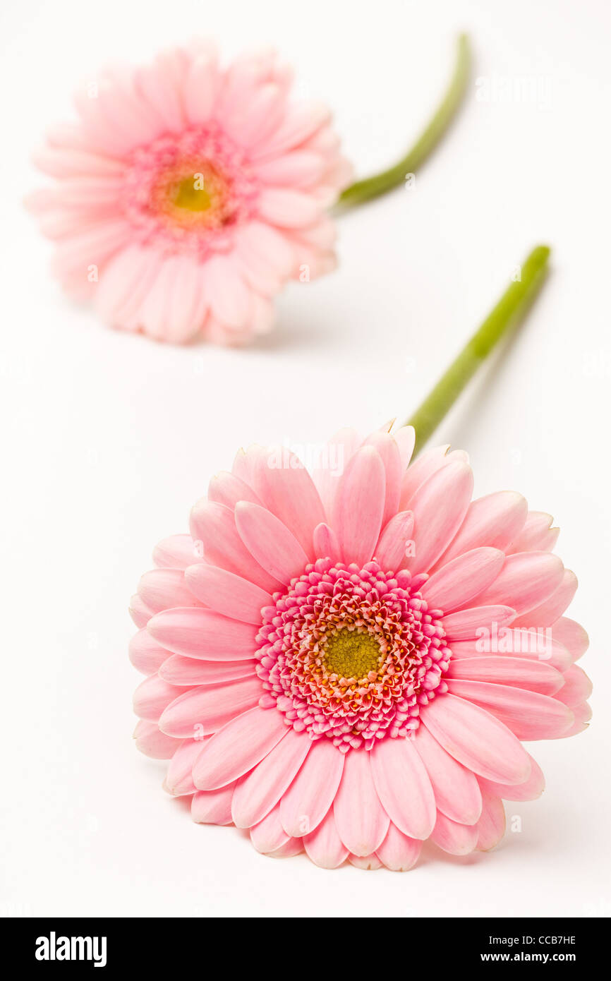 Gerbera. Portrait de beaux gerberas frais sur un fond blanc. Banque D'Images Gerbera. Portrait de beaux gerberas frais sur un fond blanc. Banque D'Images