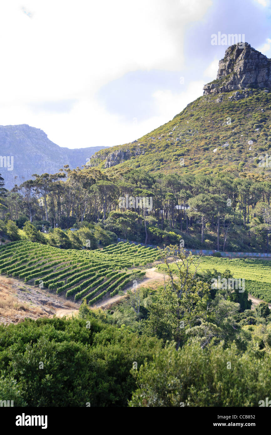 Vignoble et montagne toile Banque D'Images