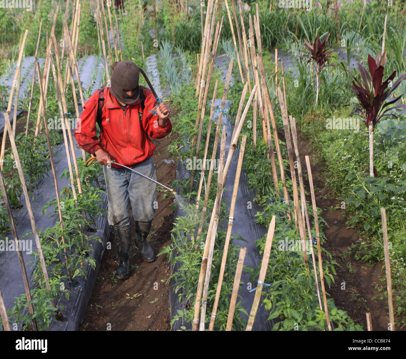 La pulvérisation des champs agricoles agriculteurs pesticides Yogyakarta Indonésie Banque D'Images