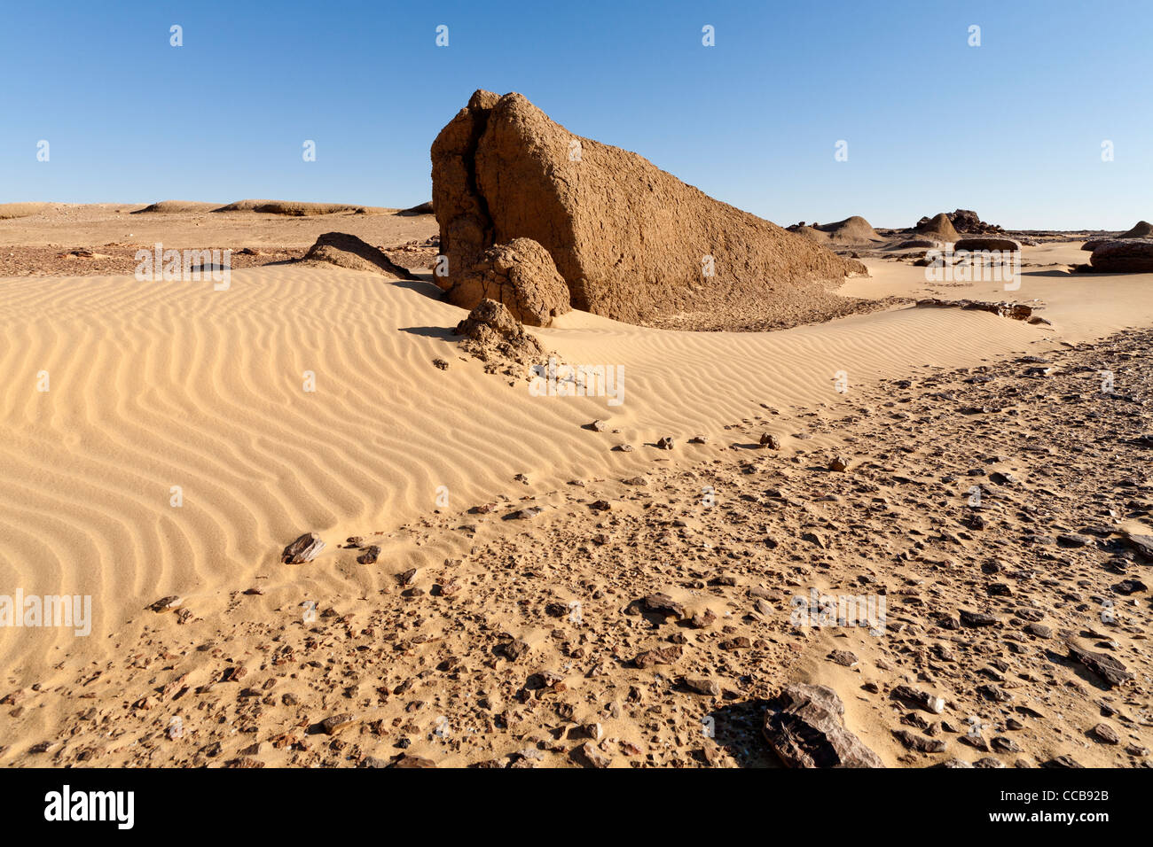 Lion dans le champ de boue yardang Dakhla Oasis Afrique Egypte Banque D'Images