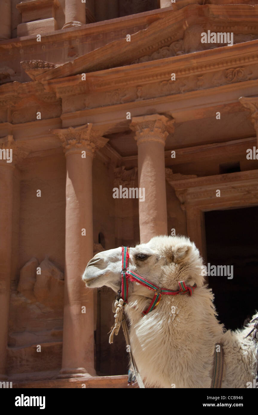 La Jordanie, l'ancienne ville nabatéenne de Petra. camel en avant du trésor (aka el khazneh). Banque D'Images