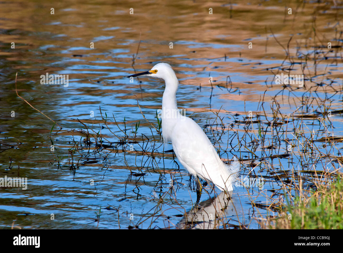 Aigrette neigeuse (Egretta thula) Floride oiseau dans le parc national des Everglades Banque D'Images