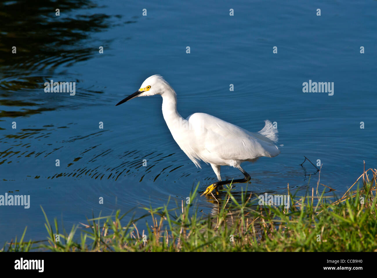 Aigrette neigeuse (Egretta thula) Floride oiseau dans le parc national des Everglades Banque D'Images